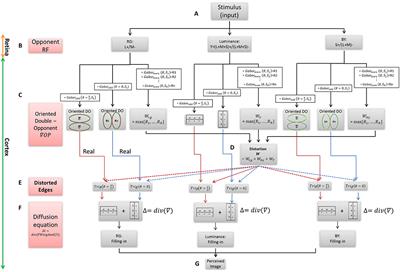 A Compound Computational Model for Filling-In Processes Triggered by Edges: Watercolor Illusions